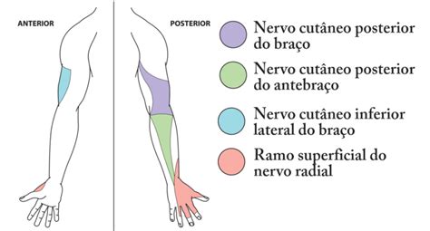 nervo radial-1